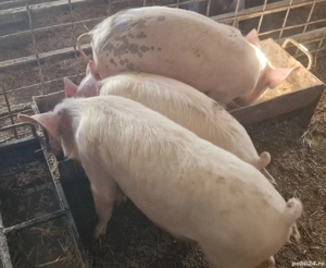 Purcei rasa de carne  - imagine 3