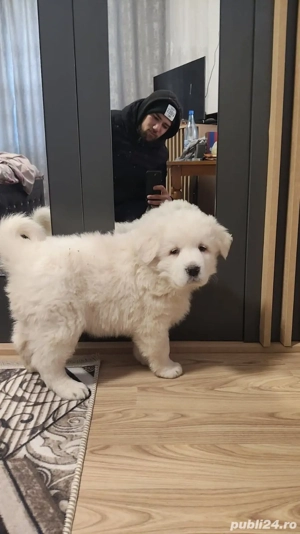 vand catei ciobanesc romanesc de bucovina