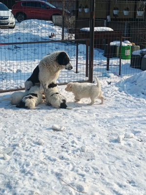 vand catei ciobanesc romanesc de bucovina - imagine 2