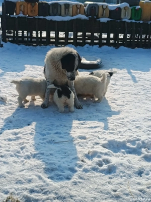 vand catei ciobanesc romanesc de bucovina - imagine 4