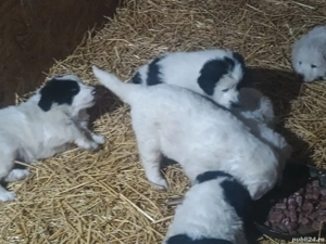 vand catei ciobanesc romanesc de bucovina - imagine 3