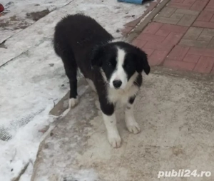 Vand catei border collie iasi - imagine 4