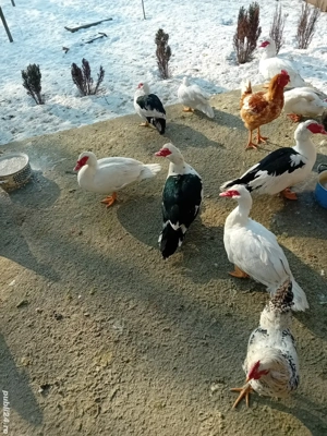 rățoi si cocosi - imagine 2