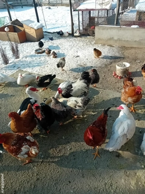 rățoi si cocosi - imagine 3