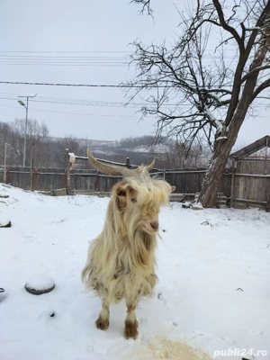 vând țap cu vârsta de 2 ani bun de montă  - imagine 5