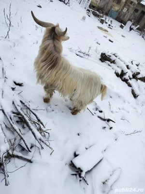 vând țap cu vârsta de 2 ani bun de montă  - imagine 2