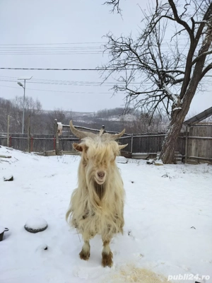 vând țap cu vârsta de 2 ani bun de montă  - imagine 3