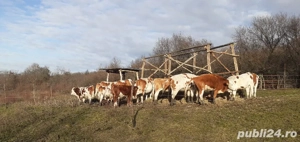 văcuțe juninci Tăurași  - imagine 2