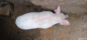 Vand purcel 35 kg  - imagine 2