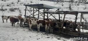 văcuțe juninci Tăurași  - imagine 3