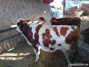 văcuțe juninci Tăurași  - imagine 5