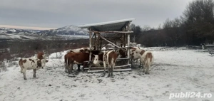 văcuțe juninci Tăurași 