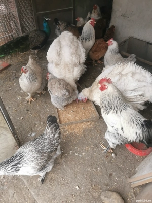 Gaini și cocoși de curte  - imagine 3