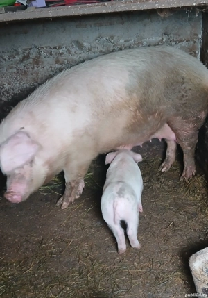 Vand purcel 35 kg  - imagine 3