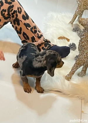 Vand mascul teckel arlechin pedigree UCHR - imagine 2