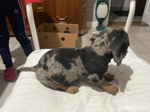 Vand mascul teckel arlechin pedigree UCHR - imagine 4