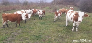 Vaci, Vițelele, Juninci Tăurașii  - imagine 5