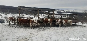 Vaci, Vițelele, Juninci Tăurașii  - imagine 3