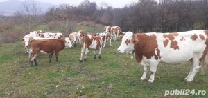 Vaci, Vițelele, Juninci Tăurașii  - imagine 4