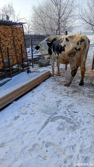  vand vaca foarte buna de lapte 