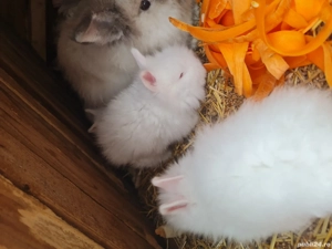 Iepurași cap de leu  - imagine 5