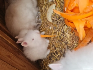 Iepurași cap de leu  - imagine 3