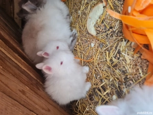 Iepurași cap de leu  - imagine 2