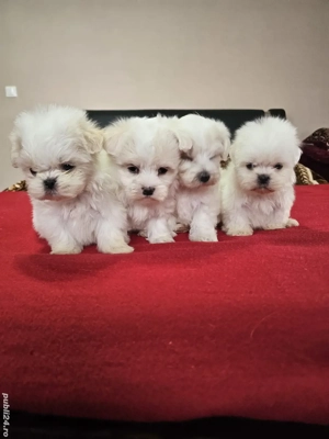 Bichoni Maltezi Băieți  - imagine 2