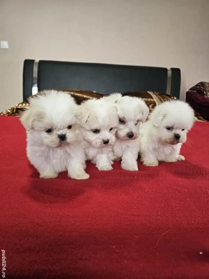 Bichoni Maltezi Băieți  - imagine 3