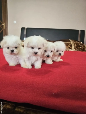 Bichoni Maltezi Băieți  - imagine 5