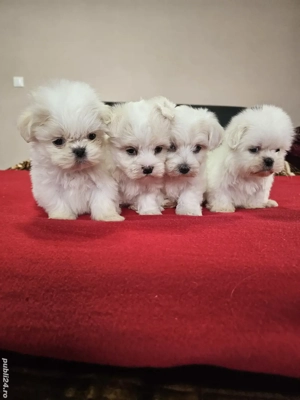 Bichoni Maltezi Băieți  - imagine 4