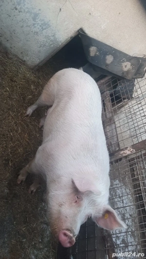 porc mare de vânzare 