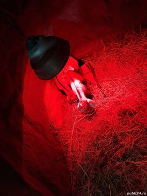 iezi de vanzare  - imagine 2