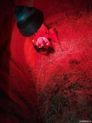 iezi de vanzare  - imagine 4