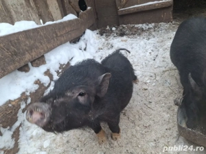 vand purcei vietnamezi