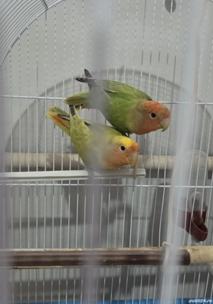 Agapornis pereche - imagine 3