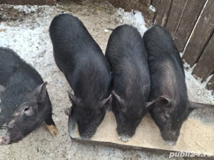 vand purcei vietnamezi - imagine 3