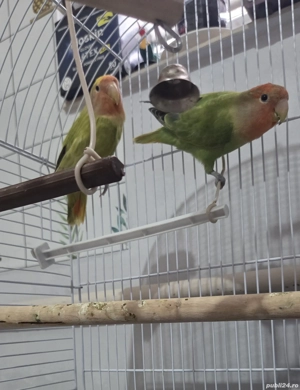 Agapornis pereche - imagine 2