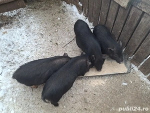 vand purcei vietnamezi - imagine 2