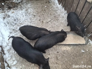 vand purcei vietnamezi - imagine 4