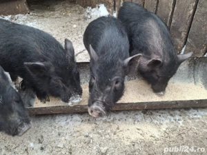 vand purcei vietnamezi - imagine 5