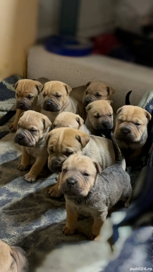 Shar pei în căutare de familii iubitoare 