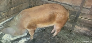 Vand porcii - imagine 3