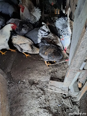 Cocoșii de casă  - imagine 2