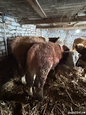 3 taurasi si o vitica 