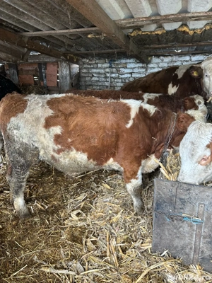 3 taurasi si o vitica  - imagine 4