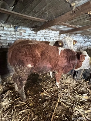 3 taurasi si o vitica  - imagine 2