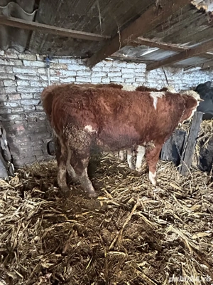 3 taurasi si o vitica  - imagine 5