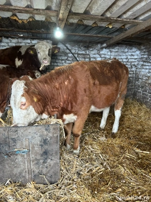 3 taurasi si o vitica  - imagine 3