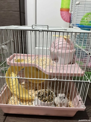 Hamsteri gratuit - imagine 4